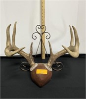 8 point whitetail antlers