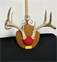 9 point antlers