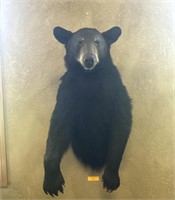 Black bear shoulder mount (good condition)