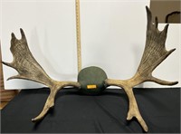 Large set of Moose antlers approx 36" wide