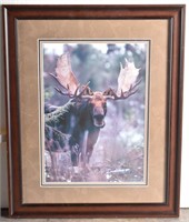 Bull Moose Photograph Print
