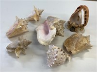 Lot of Conch Seashells