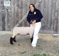 Taya Gomes, McKinleyville FFA, Market Lamb