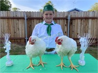 Kayleigh Miner, Arcata Bottom 4-H, Chickens