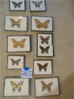 Framed & mounted butterflies/moths