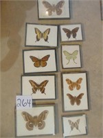 Framed & mounted Butterflies/moths