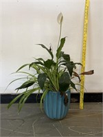 Live Peace Lily Plant in Turquoise Pot