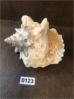 Conch massive large 7" long authentic as pic