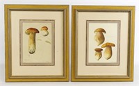 Pair Mushroom Prints