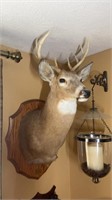 Mounted buck deer
From Saint Clair county