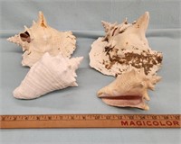 (4) Large Conck Shells