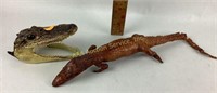 Taxidermy cayman damaged tail, alligator head