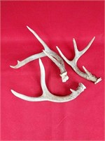 Small Deer Antler Lot