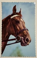1960s Vintage PPC Postcard Glacee!