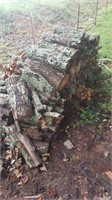 Wood pile #5
