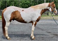 7yr old Sorrel/White Paint Gelding  VIDEO