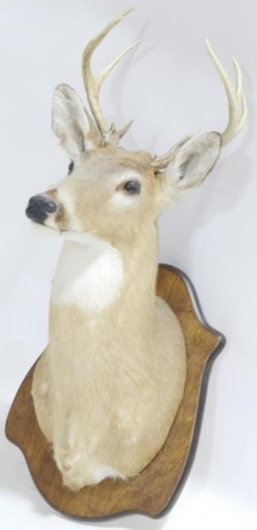 Stag Head Mount - 35"