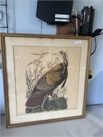 Framed Wild Turkey Print, frame is 23 x 21”