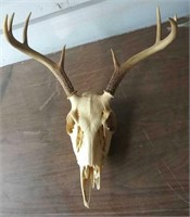4 Point White Tail Deer Antlers and Skull