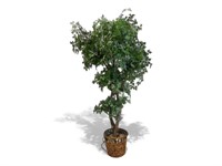 Nice Large 7FT Faux Tree In Ratan Planter