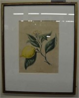 Framed Hand colored Engraving of a Lemon