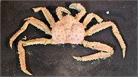 Large Crab That Is Falling Apart