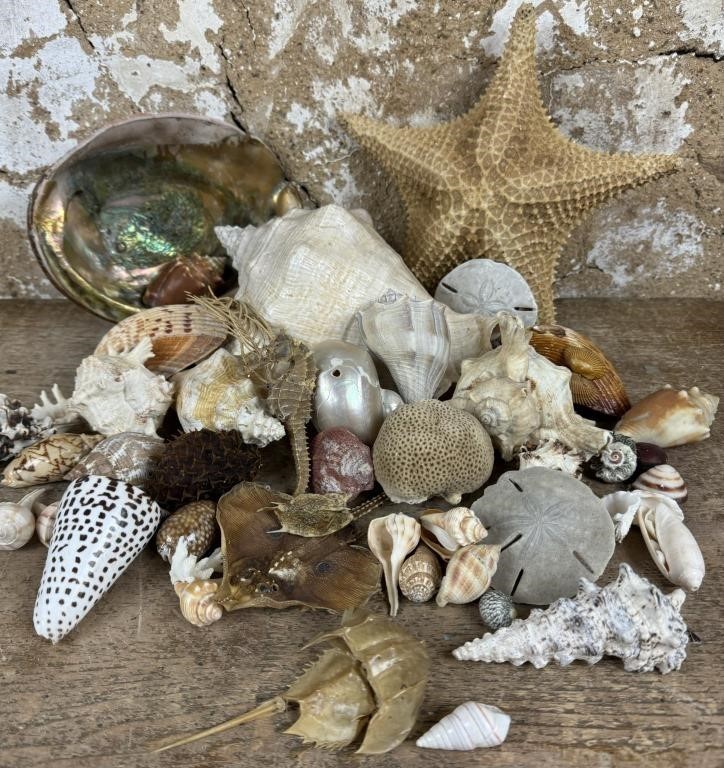 Shell Collection