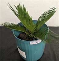 SAGO PALM IN PLANTER  [OUT FRONT]
