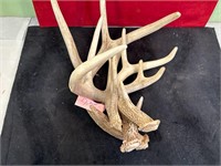 *4 SINGLE DEER SHED ANTLERS