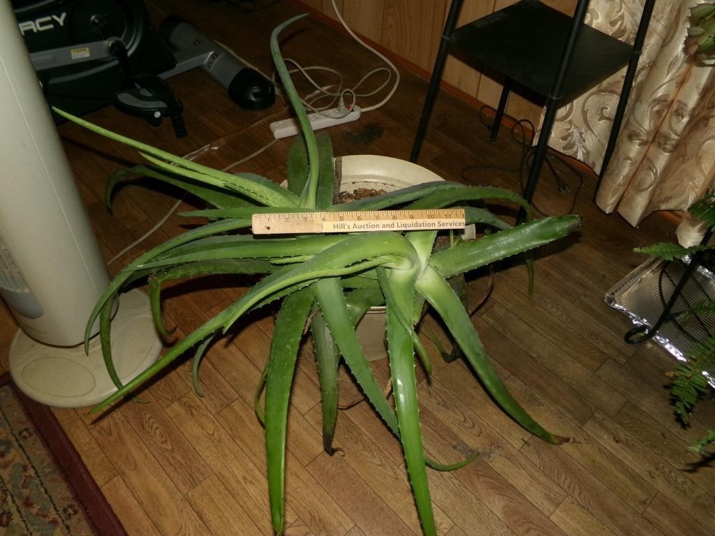 Aloe Vera Plant