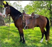 12 Year old Quarter Horse Gelding