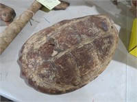 ANTIQUE TAXIDERMY TURTLE SHELL 10X8