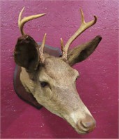 Vintage Whitetail Deer Mount