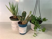 3 Plants,Aloe Vera, Prickly Pear, Hearts & Flowers