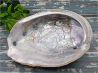 ABALONE SHELL