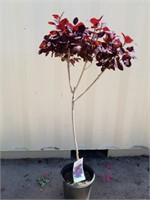 4 ft purple smoke bush