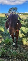 (VIC) GAZZA - BOER X WETHER GOAT