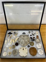 Fossils shells sand dollars claws & more!