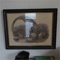 Lady Amhurst Pheasant Print Framed