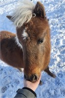 Stud Colt- Miniature Horse- Yearling