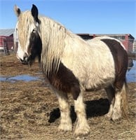 Filly-Gypsy Vanner-Turning 3 this spring