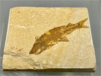 Fossilized fish