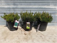 3 - Mugo Pine Bush Plants