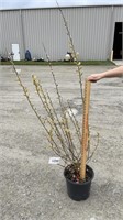 Pussy Willow (Lot of 1 Tree)