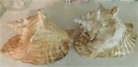 2 large conch sea shells, (you can hear the ocean)