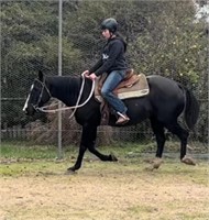 (VIC) PEARL - QH MARE