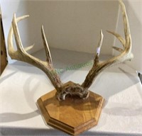 Awesome set of mounted eight point buck antlers