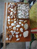 Seashells and coral