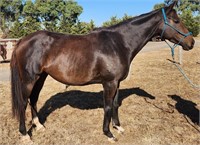 (VIC) DAY IN DAY OUT - THOROUGHBRED MARE