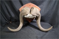 Rare set of Musk Ox horns and skull cap
